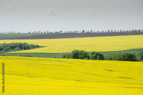 Yellow canola field