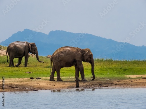 Two beautiful giant Asian elephants elephant couple standing near a lake riverbed in an island of a national park in Sri Lanka