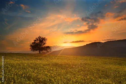 Obraz magiczny wschód słońca z drzewa w lecie zachód słońca złote pola