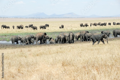 Herd of elephants  Tarangire National Park  Tanzania