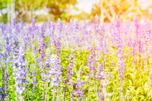 Beautiful lavender flower in the garden with colorful sunlight. © ETAP