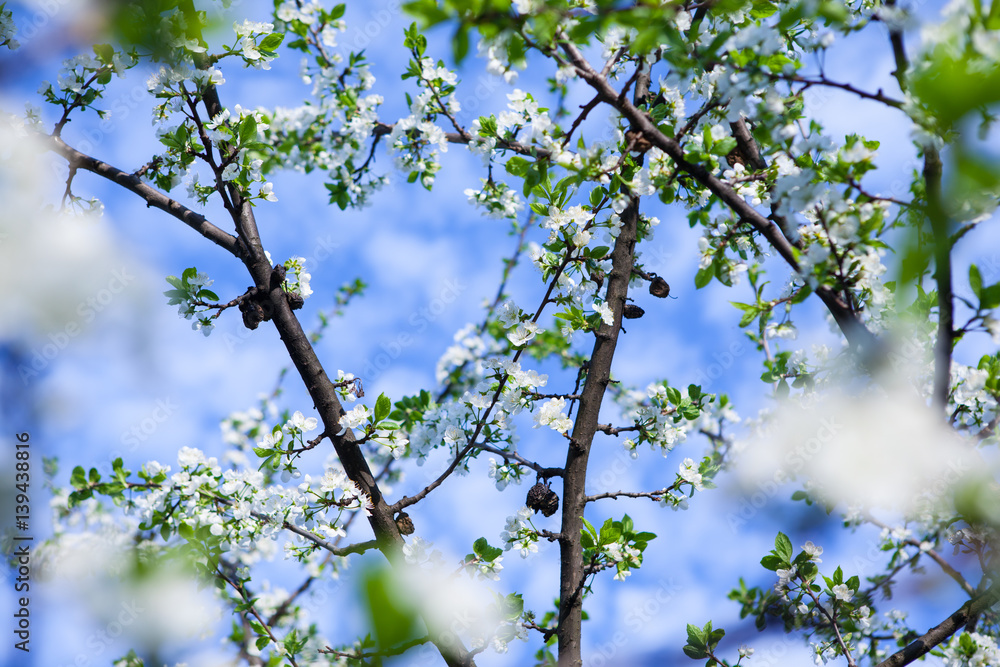 Blossom tree over nature background/ Spring flowers/Spring Background Blossom tree over nature background/ Spring flowers/Spring Background