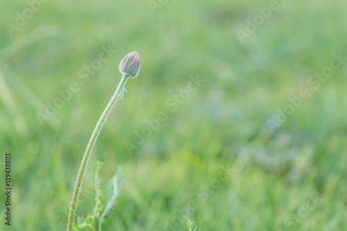 Flowering grass © chakkrit