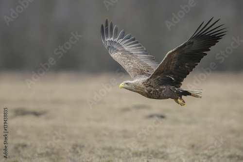 White-tailed eagle in flight © Natureimmortal