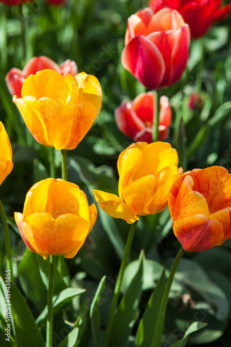 Fototapeta Naklejka Na Ścianę i Meble -  Amazing nature of tulips under sunlight at the middle of summer or spring day landscape. Natural view of flower blooming in the garden with green grass as a background.