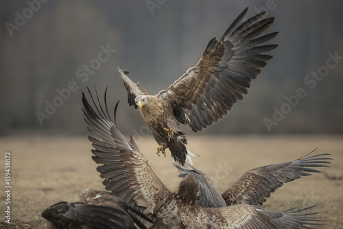 White-tailed eagle about to land
