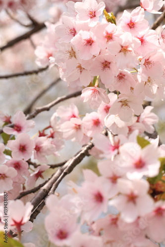 Cherry blossoms in full bloom, in kakunodate, akita © nomadphotographs