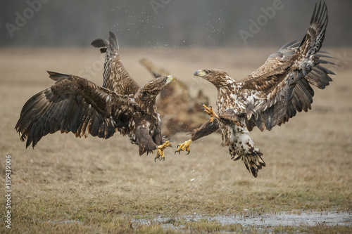 Fighting white-tailed eagles photo