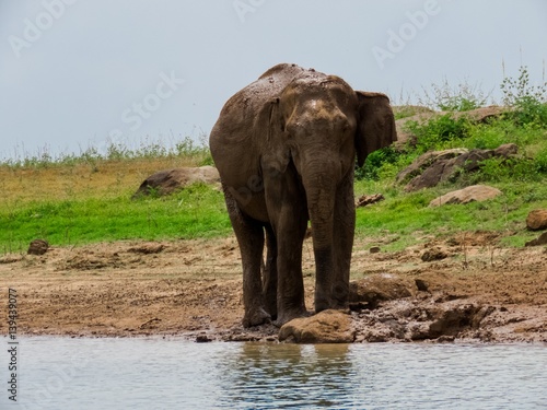 Giant Asian Elephant having a Mud water muddy bath as a sunscreen and insect repellent near lake riverbed in a National Park in Sri Lanka