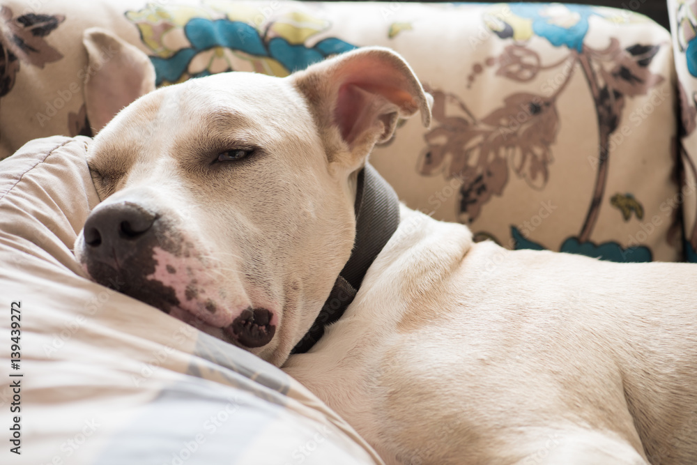 Pitbull sleeping top in bed