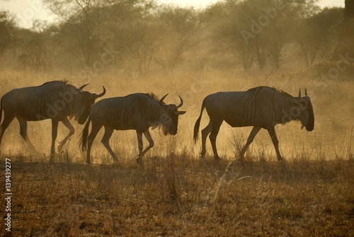 Wildebeests, Tarangire National Park, Tanzania