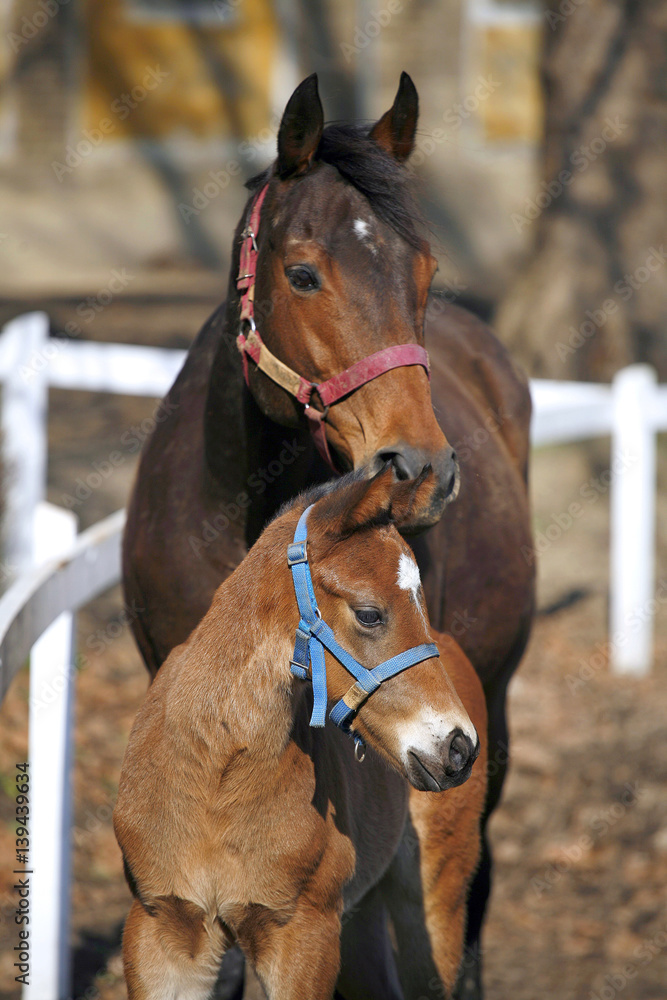Fototapeta premium Few weeks old foal looking over corral fence