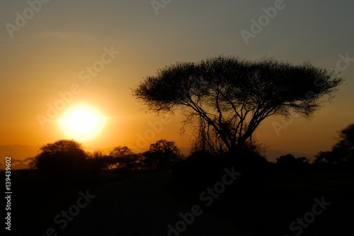 Acacia trees at sunset, Tarangire National Park, Tanzania © Alessandro