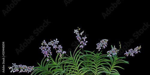 Fototapeta Naklejka Na Ścianę i Meble -  Wild orchid flowers with green leaves in tropical rainforest isolated on black background.