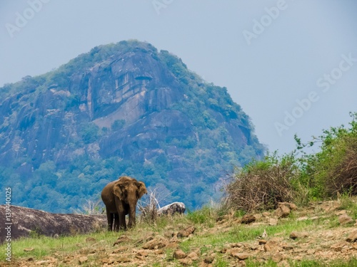 Giant Asian Elephant feeds on Grass Vegetation in a mountain island of a National Park in Sri Lanka