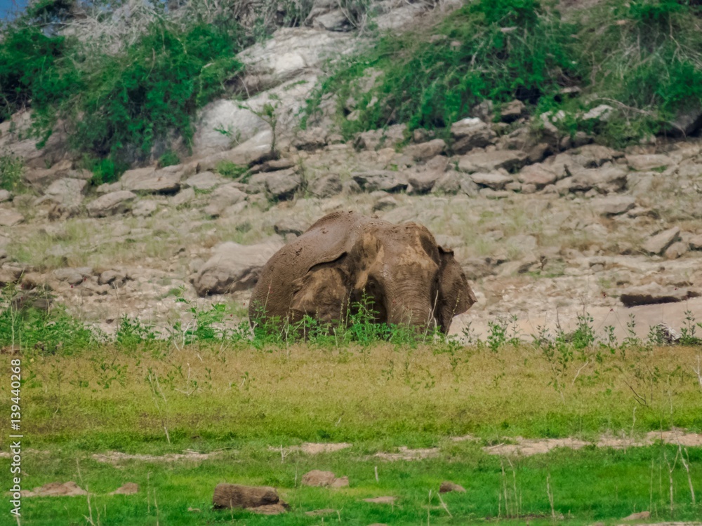 Fototapeta premium Giant Asian Elephant feeds on Grass Vegetation while in lake water in a National Park in Sri Lanka