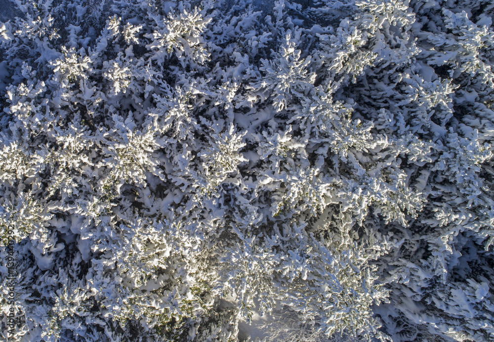 Fototapeta premium Snowy trees