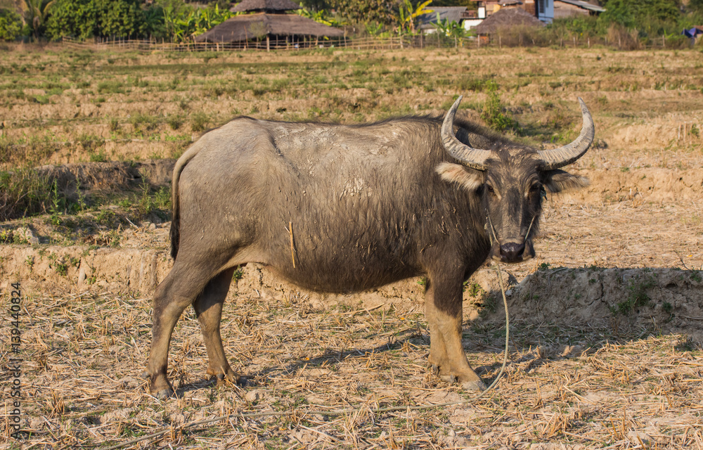 Water buffalo or domestic Asian water buffalo (Bubalus bubalis) Water buffalo or domestic Asian water buffalo (Bubalus bubalis)