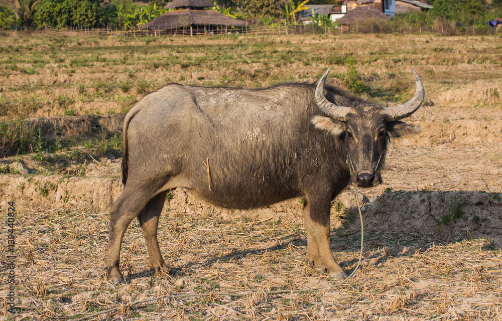 Water buffalo or domestic Asian water buffalo (Bubalus bubalis)