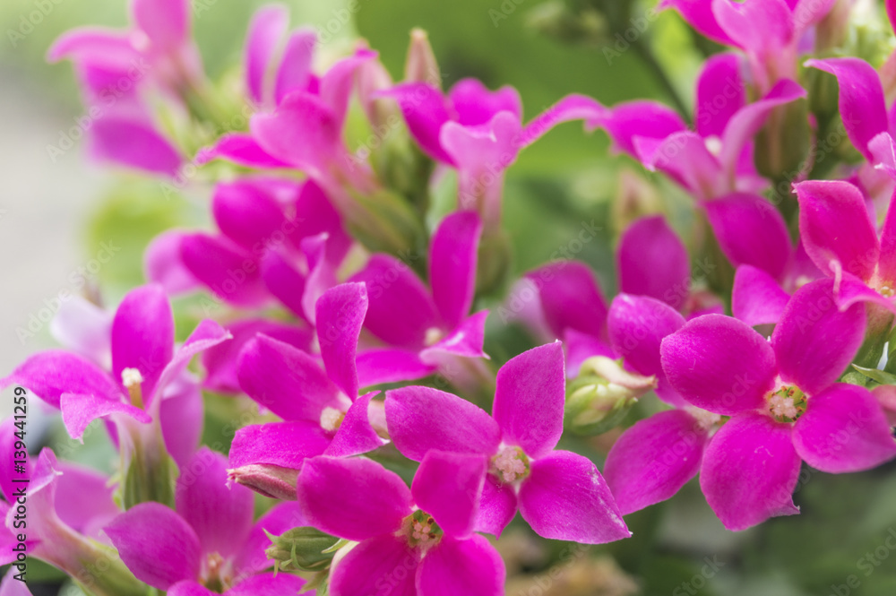 Beautiful floral background for greeting card Beautiful floral background for greeting card