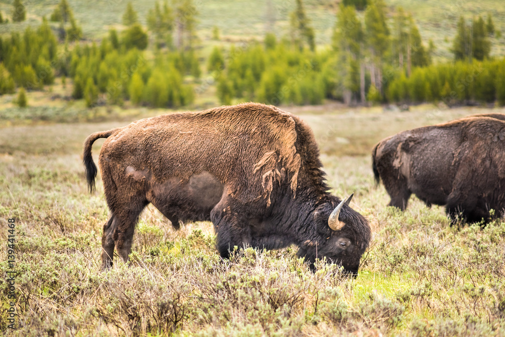 One bison looking down grazing in prairie in Yellowstone National Park One bison looking down grazing in prairie in Yellowstone National Park