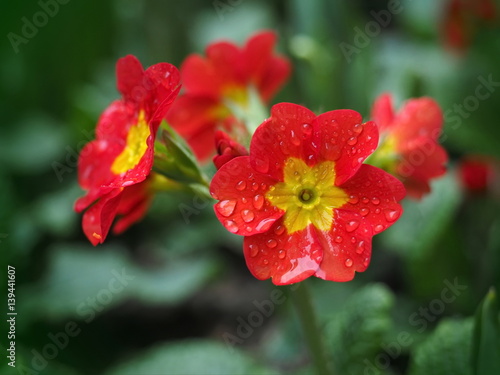 Water drops on primula flowers