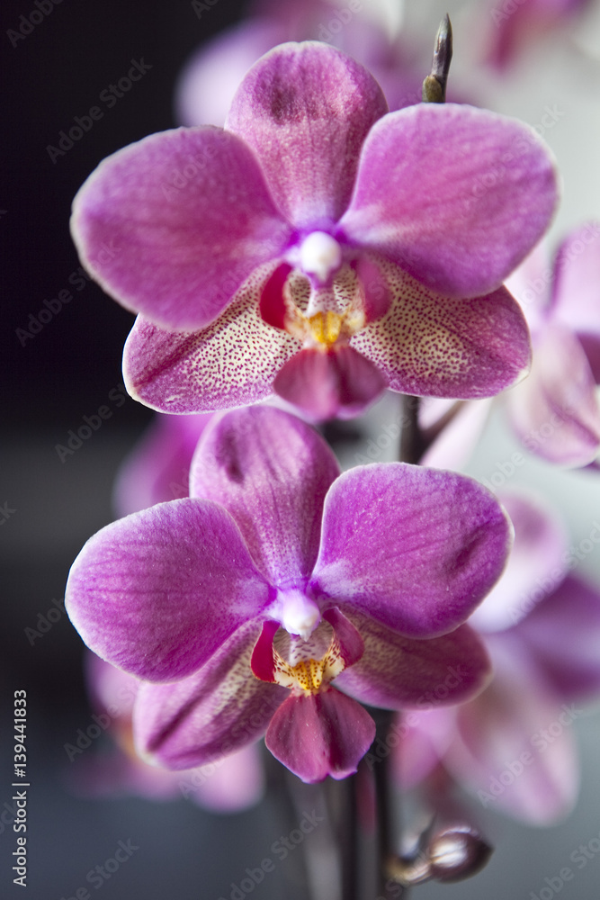 Pink phalaenopsis flowers Pink phalaenopsis flowers
