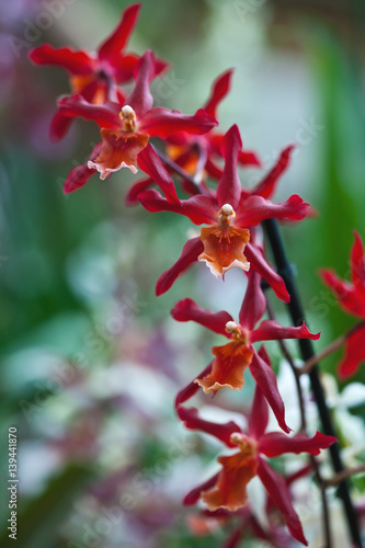 Red orchid flowers