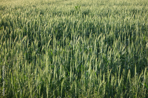wheat filed
