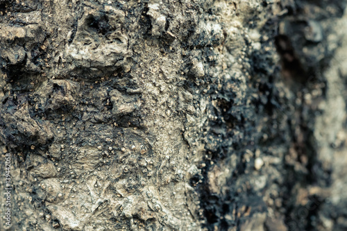 Wallpaper Mural Old Wood bark background. Torontodigital.ca