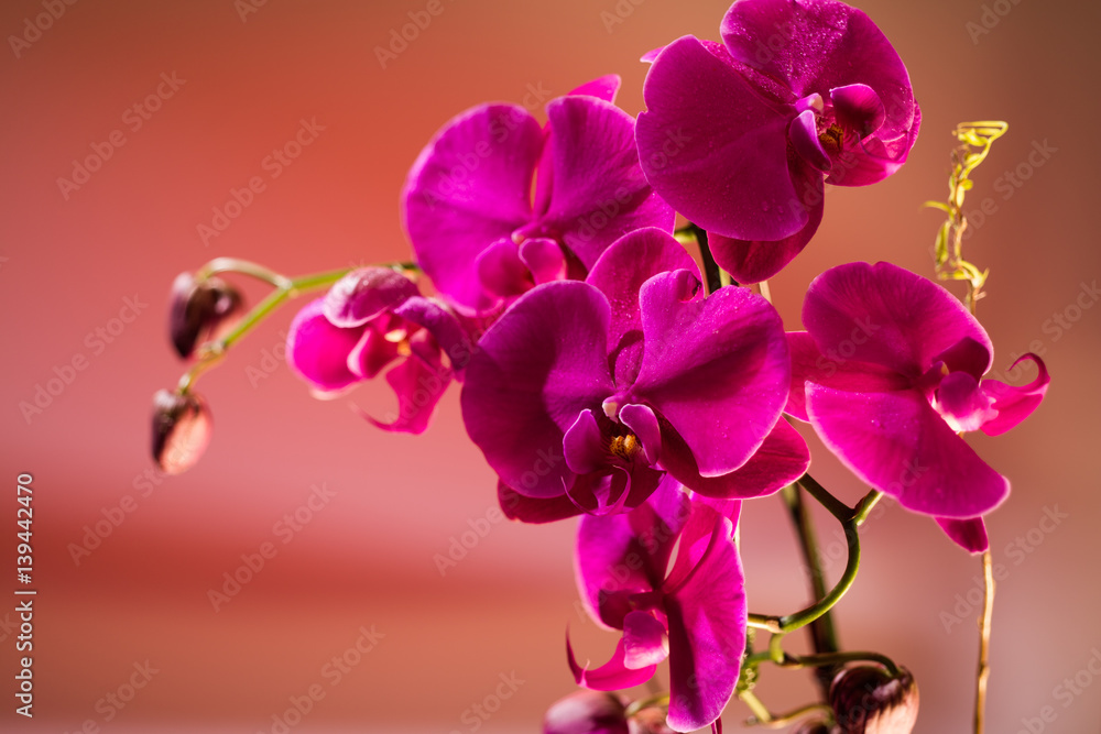 Fototapeta premium Orchid composition in magenta and pink