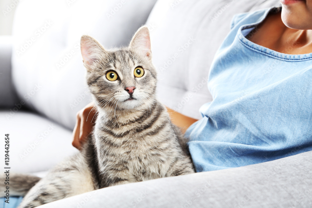 Beautiful grey cat on female hands on sofa