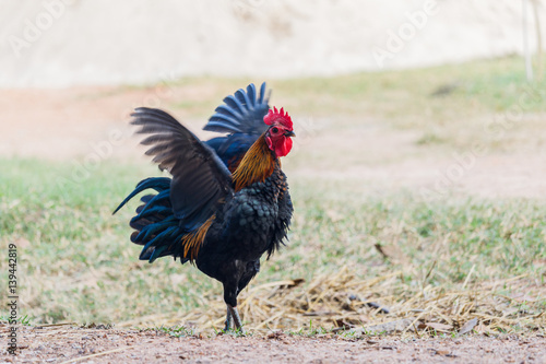 Rooster  Male Chicken  on a nature background