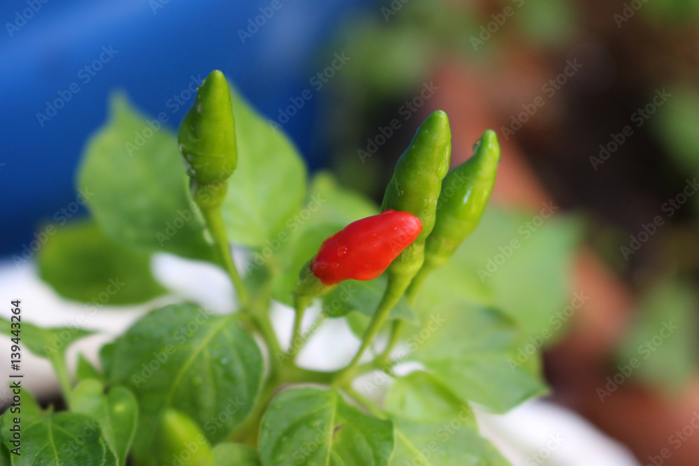 Obraz premium Chili Plant Growing
