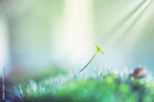 Beautiful green moss in the sunlight closeup macro view