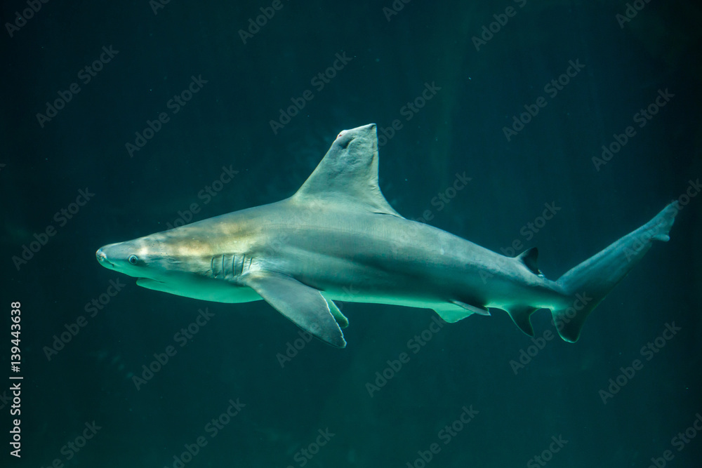 Fototapeta premium Sandbar shark (Carcharhinus plumbeus).
