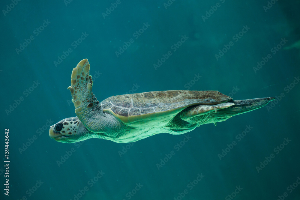 Naklejka premium Loggerhead sea turtle (Caretta caretta).