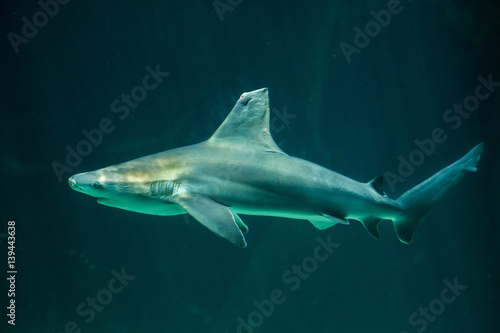 Sandbar shark  Carcharhinus plumbeus .