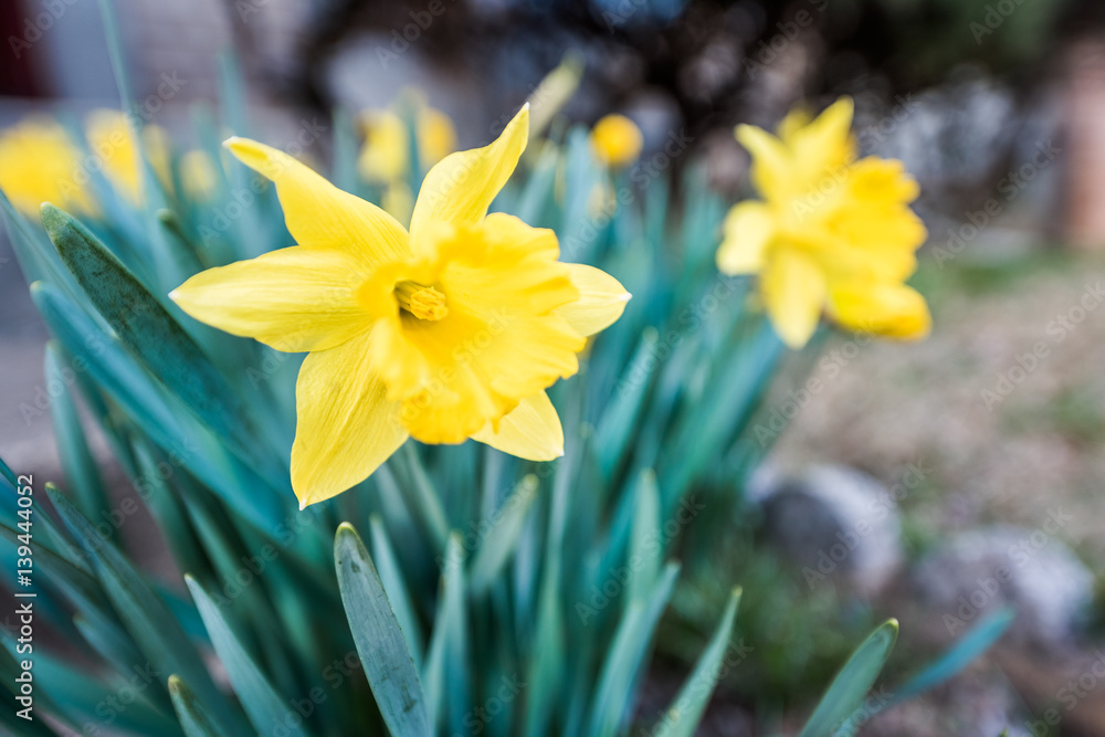 Many open yellow daffodils closeup Many open yellow daffodils closeup