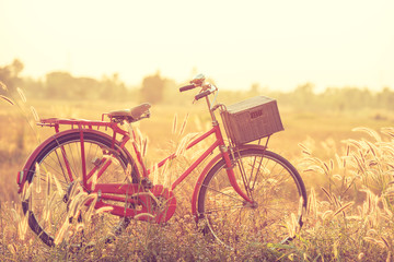 Leinwandbilder Fahrrad Klassisches Fahrrad im Sommergrasfeld  © Looker_Studio