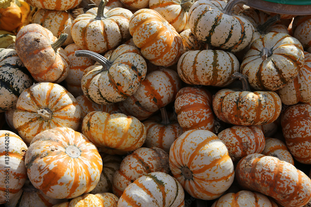 Squashs in a market, Montreal, Quebec, Canada Squashs in a market, Montreal, Quebec, Canada