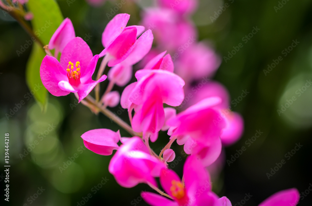 pink bougainville tropical flower closeup shot pink bougainville tropical flower closeup shot