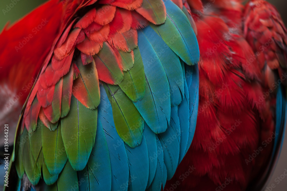 Fototapeta premium Green-winged macaw (Ara chloropterus)