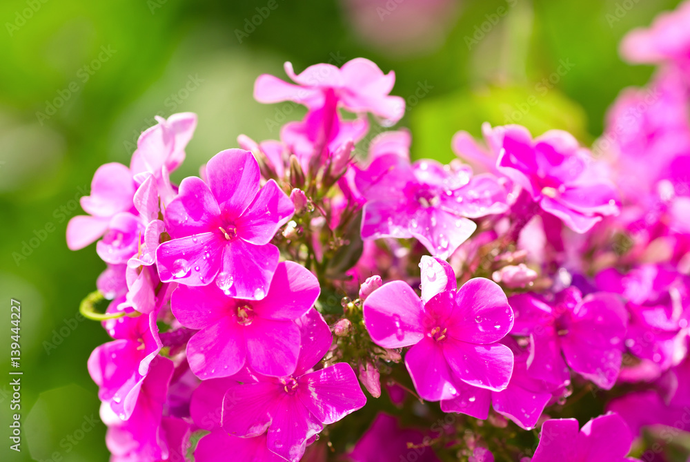 Pink flowers in water drops