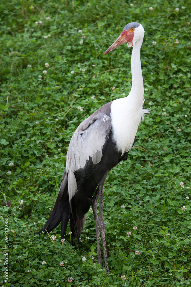 Fototapeta premium Wattled crane (Bugeranus carunculatus).