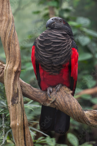 Pesquet's parrot (Psittrichas fulgidus) photo