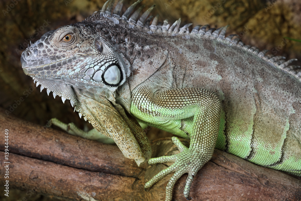 Close up of a male Iguana