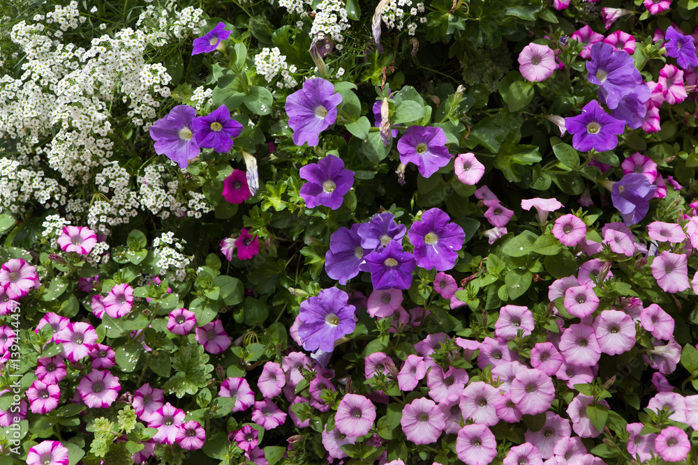 Petunia flowers. Background texture. France. Petunia flowers. Background texture. France.