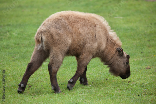 Mishmi takin (Budorcas taxicolor taxicolor)