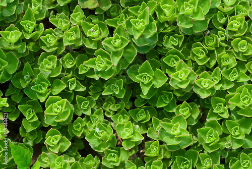 Fotografija Young stonecrop